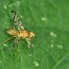 Die Bohrfliege - Myoleja lucida?