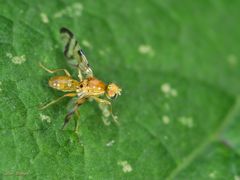 Die Bohrfliege - Myoleja lucida?