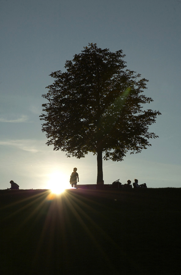 Die Bonner Rheinaue abends