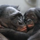 Die Bonobos