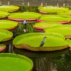 Die Boote der Wasserrosen