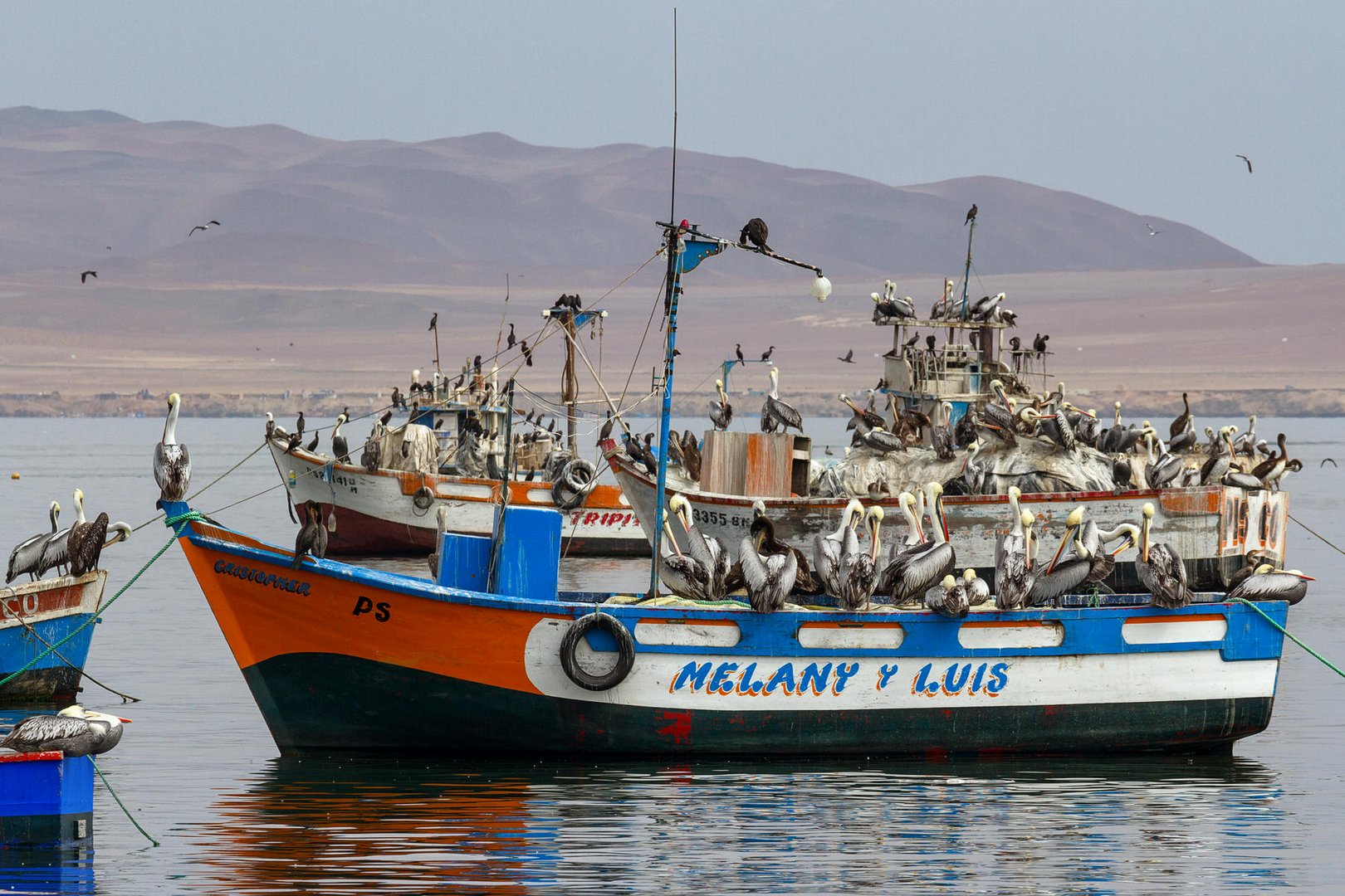 Die Boote sind fest in der Hand der Chilepelikane