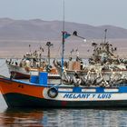 Die Boote sind fest in der Hand der Chilepelikane