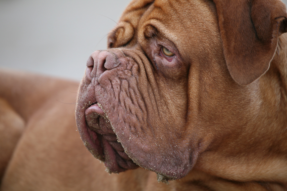 die bordeaux dogge hört auf den namen : " mütze "