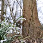 Die Boten des Frühlings