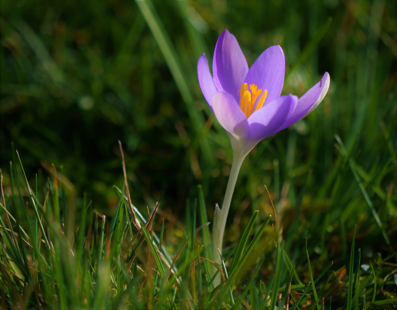 Die Boten des Frühlings.