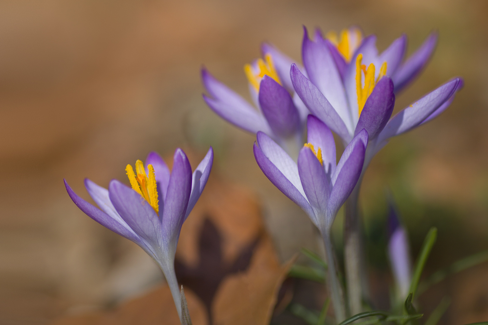 Die Boten des Frühlings.