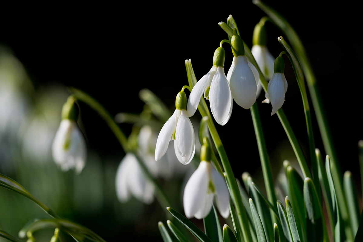 Die Boten des Frühlings