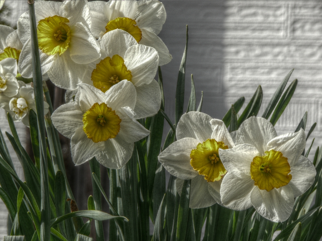 Die Boten des Frühlings