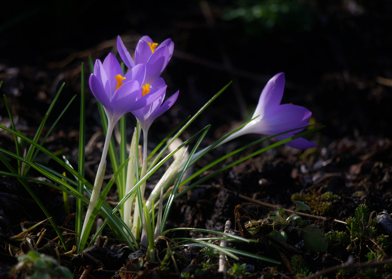 Die Boten des Frühlings.