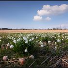 ~ Die Boten des Frühlings sind da ~