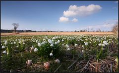 ~ Die Boten des Frühlings sind da ~