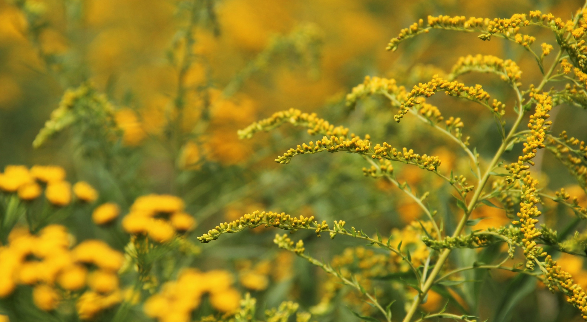 Die Boten für das herannahende Ende des Sommers