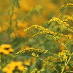 Die Boten für das herannahende Ende des Sommers