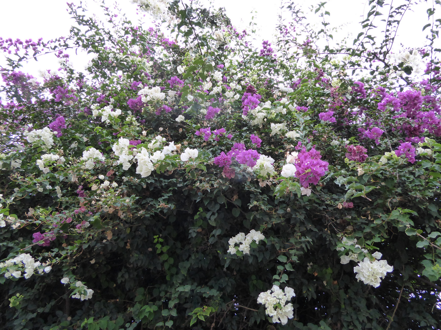 Die Bougainvillea....