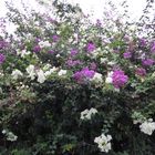 Die Bougainvillea....