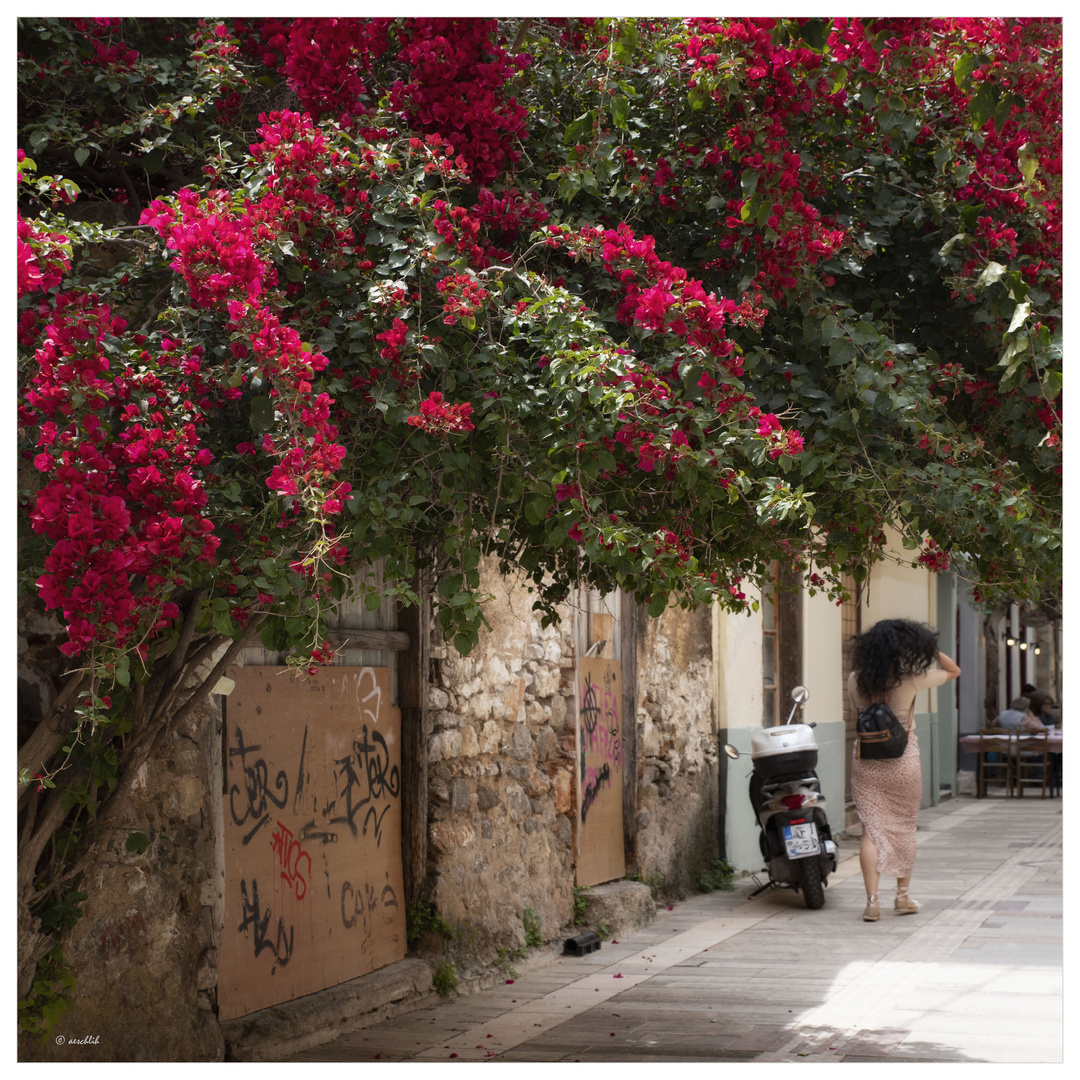 Die Bougainvilleas...