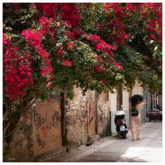 Die Bougainvilleas...