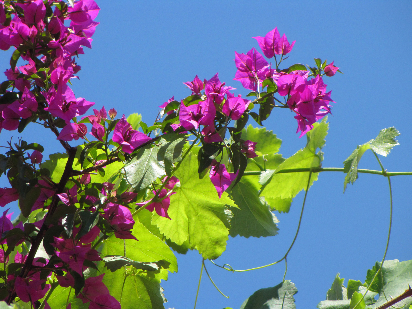 Die Bougainvillee....