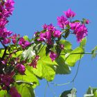 Die Bougainvillee....