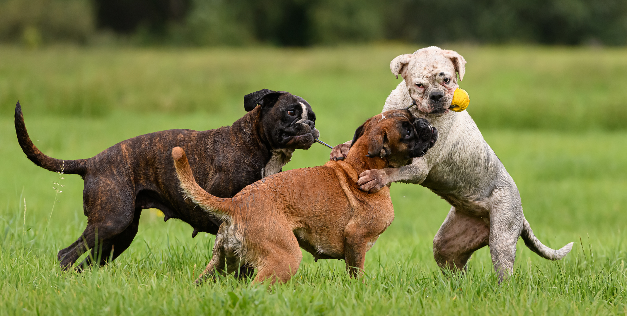 Die Boxer Gang