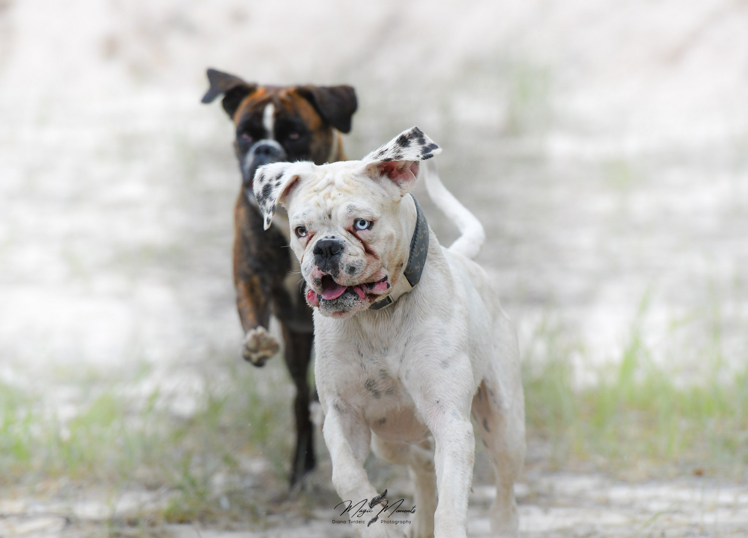 Die Boxer Lord & Lady