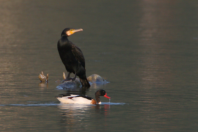 Die Brandgans & der Kormoran