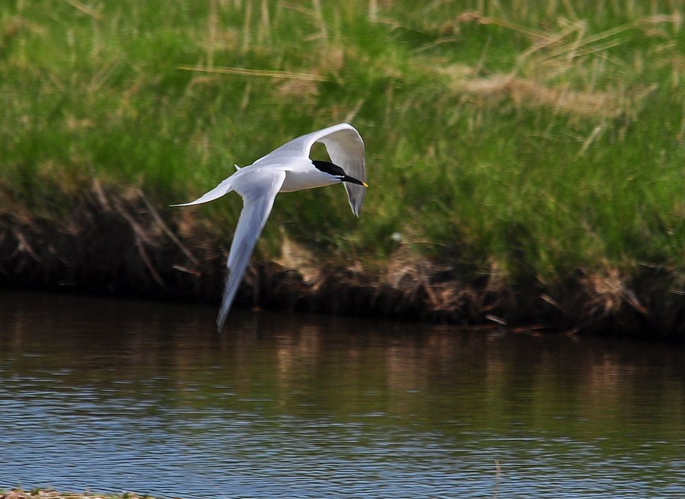 Die Brandseeschwalben (Sterna sandvicensis)