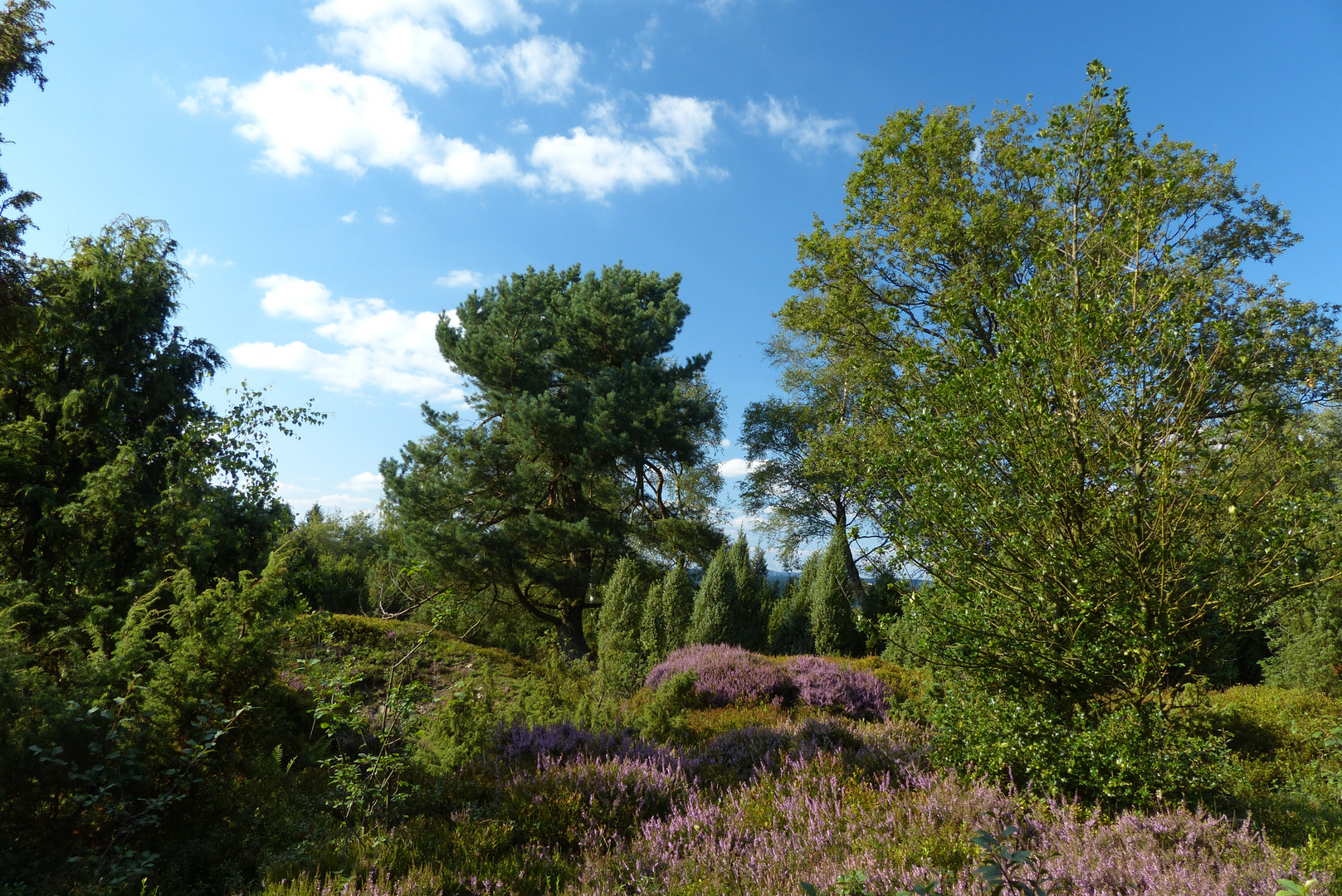 °°°°Die Branscheider Heide°°°°