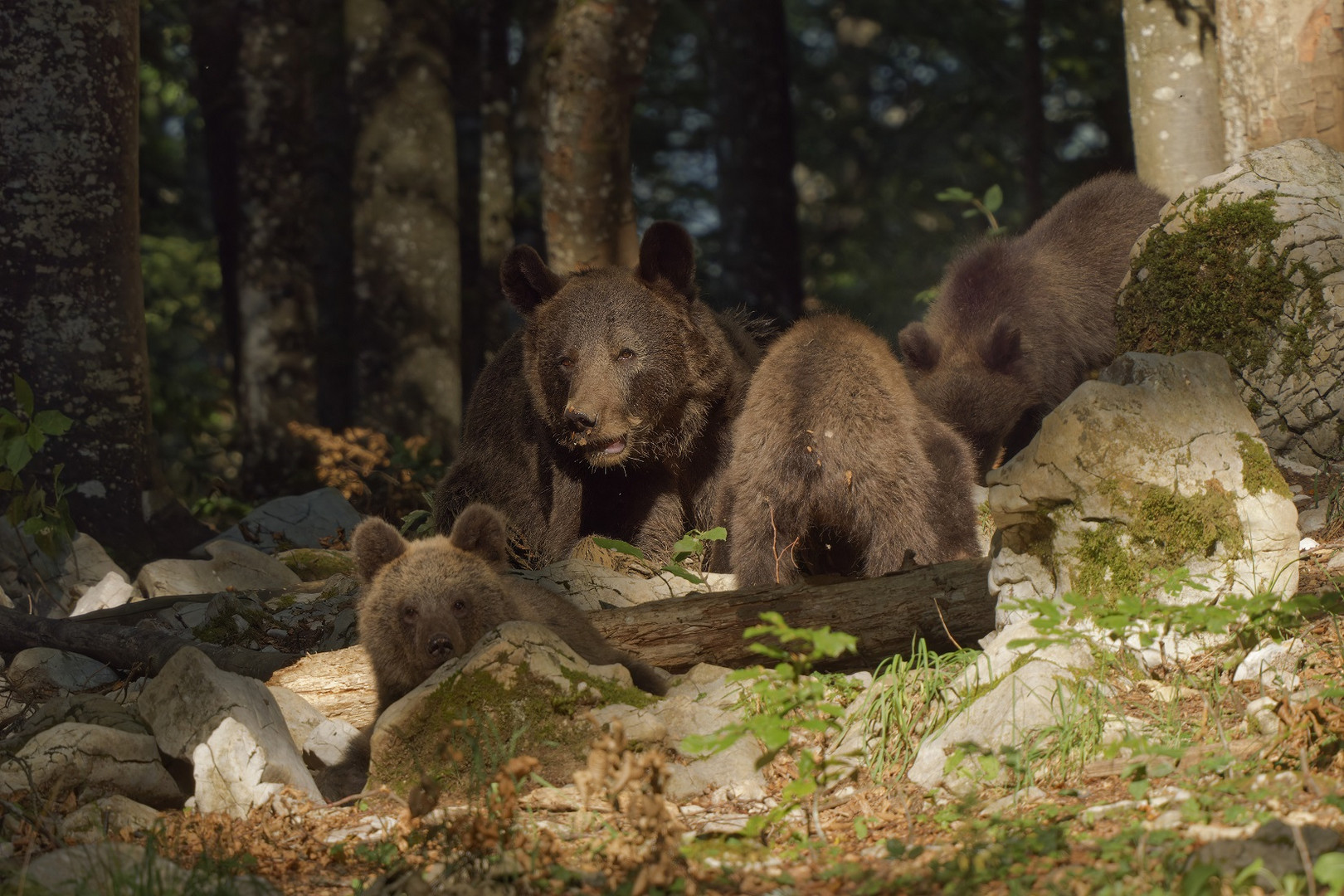 Die Braunbärenmama mit ihren drei Jungen in Slowenien