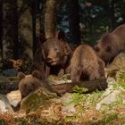 Die Braunbärenmama mit ihren drei Jungen in Slowenien