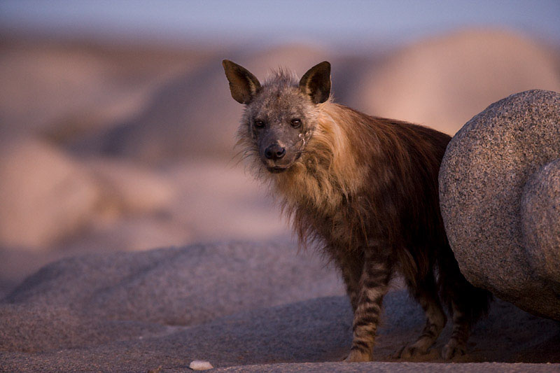 Die Braune Hyäne lebt hauptsächlich an der Küste und ernährt sich von den Pelzrobben
