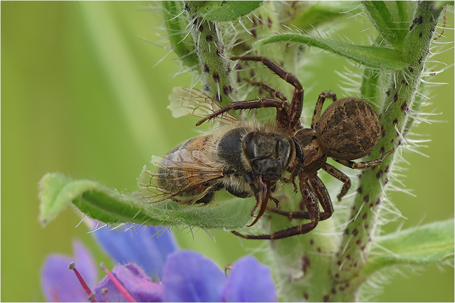 Die braune Krabbenspinne...