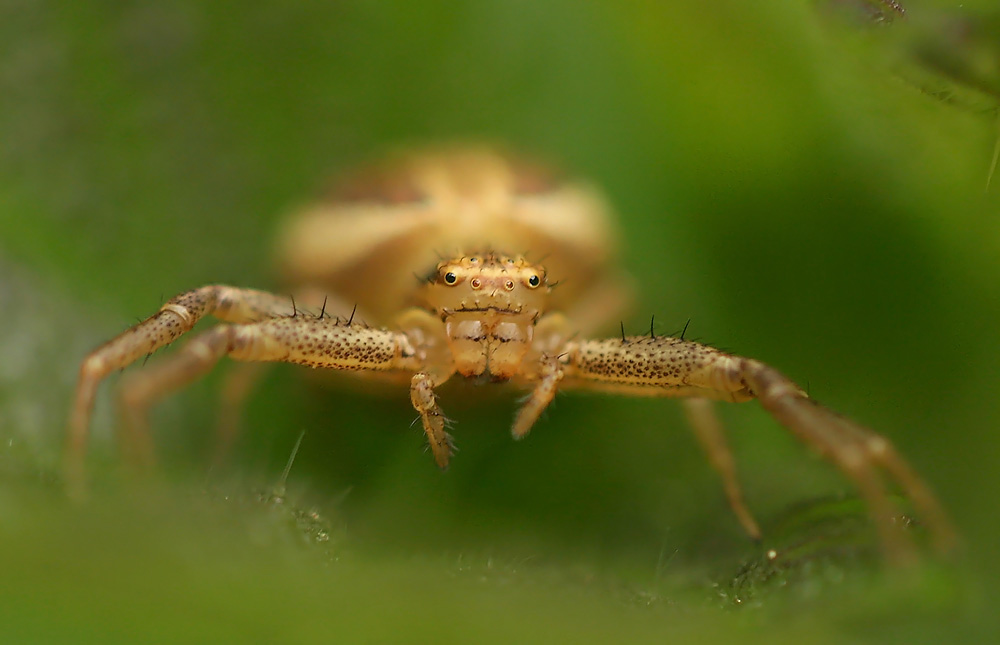 Die Braune Krabbenspinne