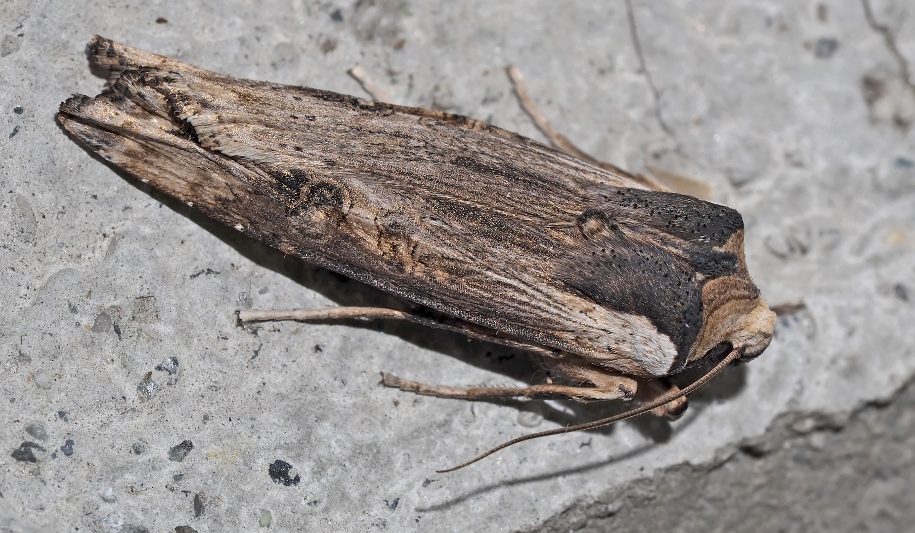 Die Braune Moderholzeule (Xylena vetusta) gleicht einem Stück Holz.* - Un papillon de nuit qui dort!