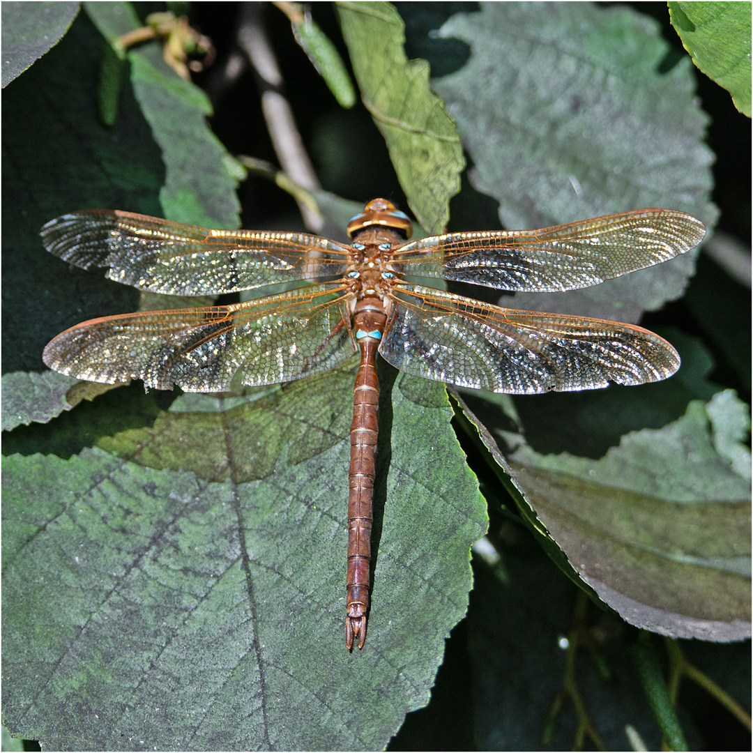 Die Braune Mosaikjungfer (Aeshna grandis) war ein Erstfund . . .