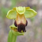  Die Braune Ragwurz (Ophrys fusca)