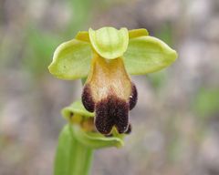  Die Braune Ragwurz (Ophrys fusca)