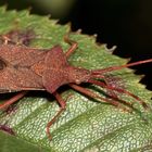 Die "Braune Randwanze" Gonocerus acuteangularis - ...