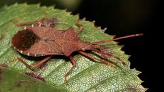 Die "Braune Randwanze" Gonocerus acuteangularis - ...