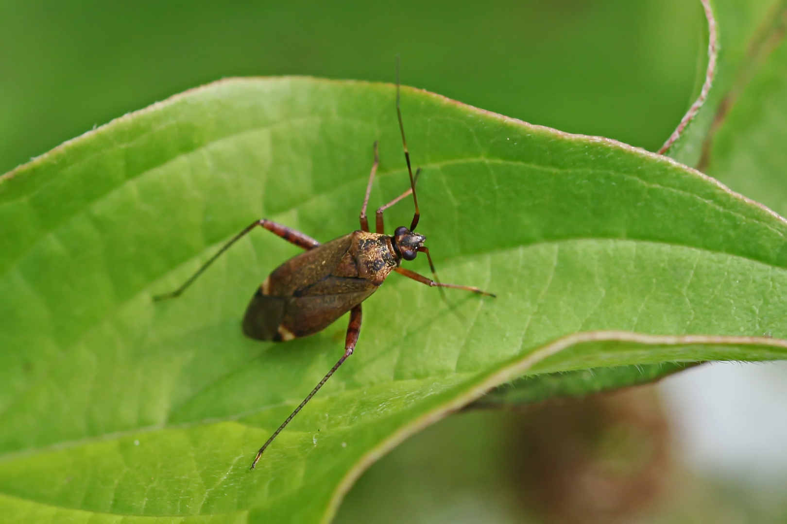 Die Braune Schmuckwanze 