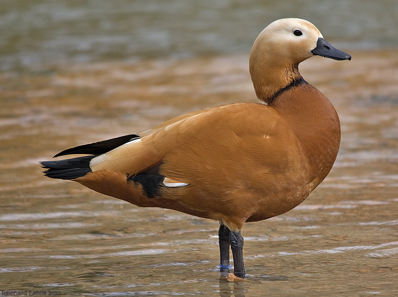 Die braune Schöne