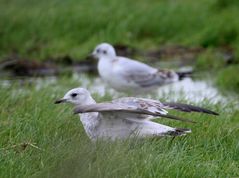 Die "Braunen" bei den "Kleinen"