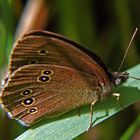 Die braunen sind wieder da. Glücklicherweise nur die Schmetterlinge 1 (:o)