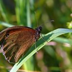 Die braunen sind wieder da. Glücklicherweise nur die Schmetterlinge 2 (:o)