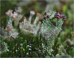 Die Braunfrüchtige Cladonia ...