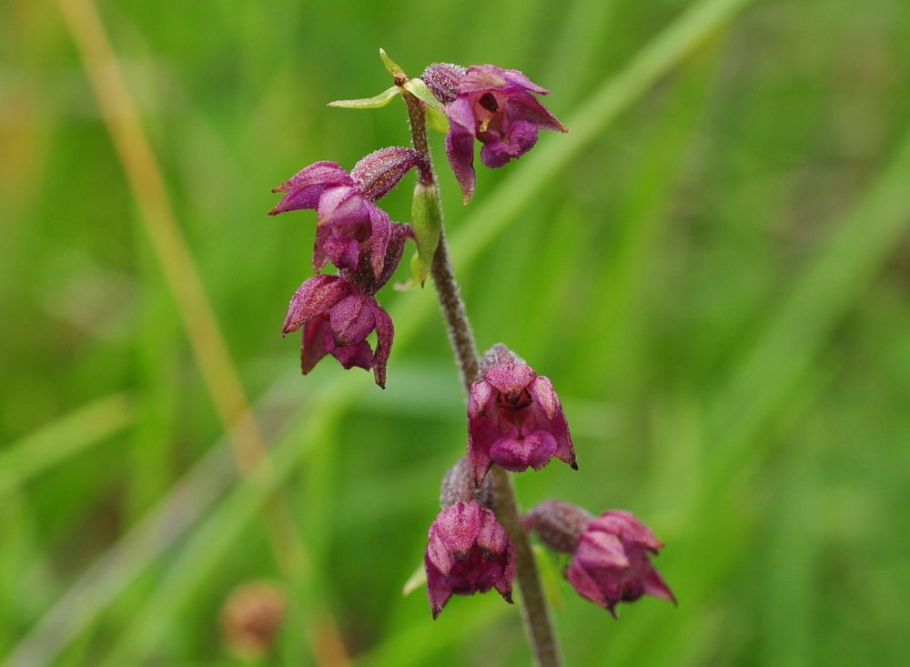 Die Braunrote Stendelwurz (Epipactis atrorubens)