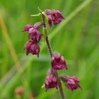 Die Braunrote Stendelwurz (Epipactis atrorubens)