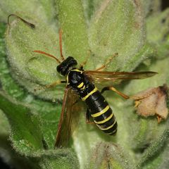 Die Braunwurz-Blattwespe (Tenthredo scrophulariae) ...