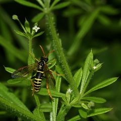 Die Braunwurz-Blattwespe (Tenthredo scrophulariae) ...